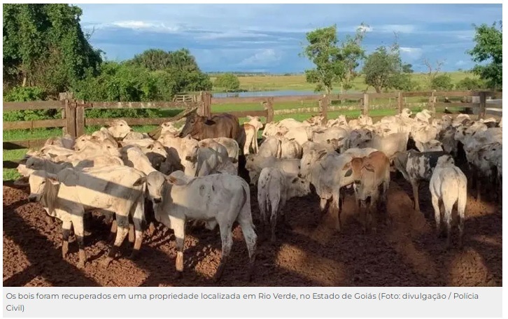 Avaliados em R$ 300 mil, bois roubados de fazenda são localizados em Goiás