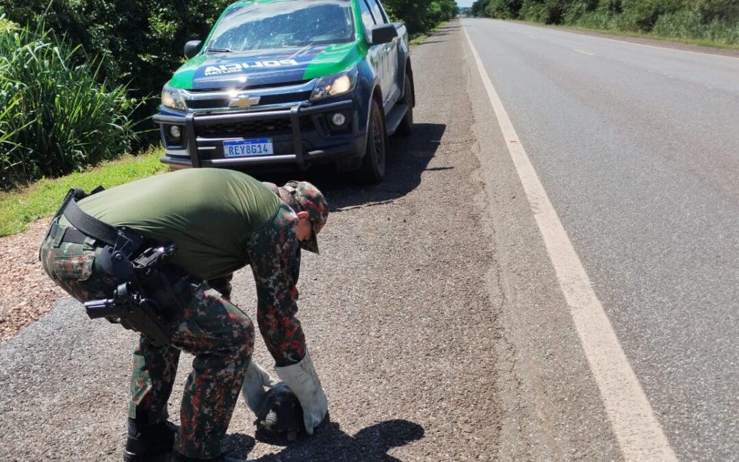 Polícia Militar Ambiental de Miranda captura jiboia de dois metros em residência na cidade e jabuti atravessando a BR 262.