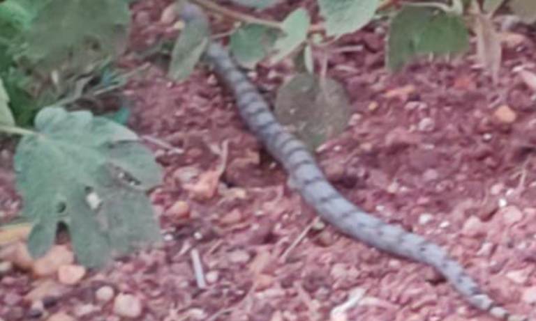 Polícia Militar Ambiental de Jardim captura jiboia em frente a uma residência e a solta em seu habitat