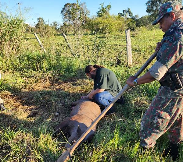 PMA, Bombeiros e biólogos e veterinários do RARAS de Bonito resgatam anta de 270 kg ferida à margem de rodovia