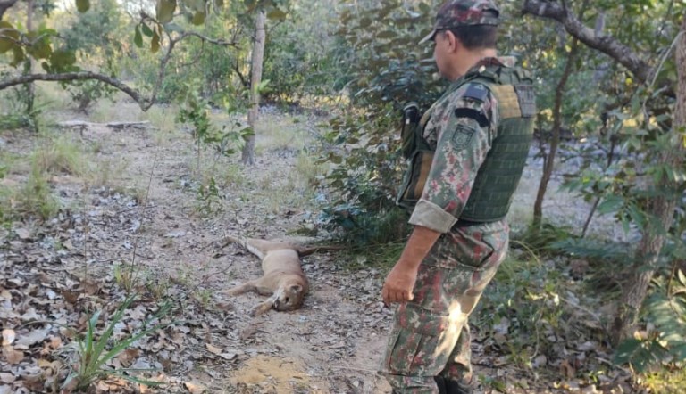 PMA prende em flagrante dois homens por matarem onças-pardas
