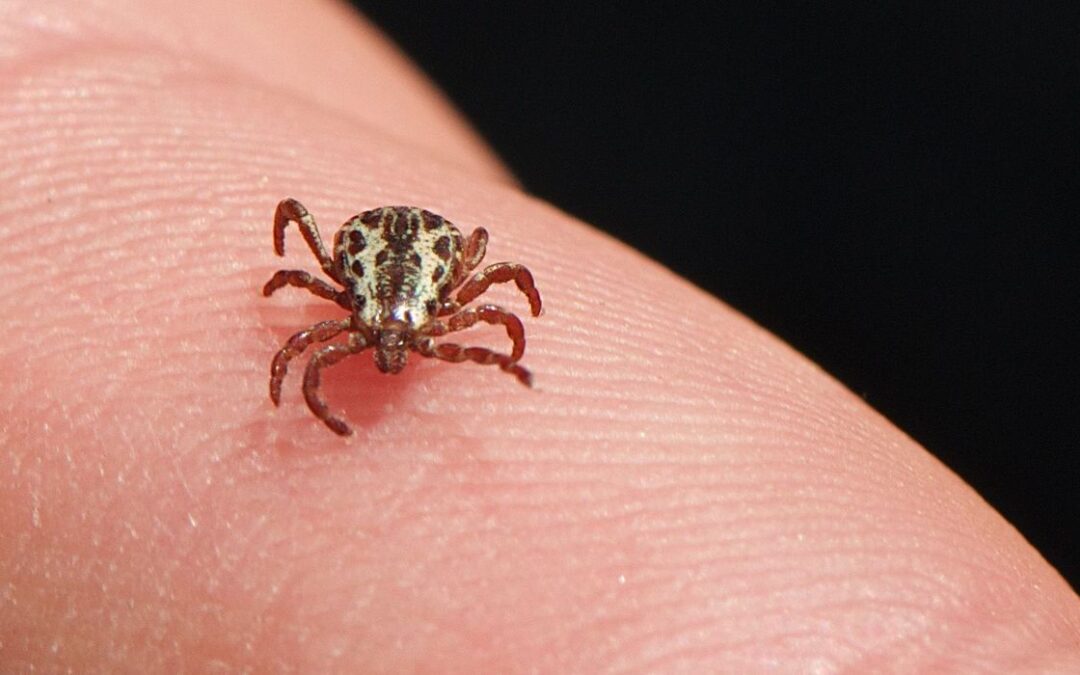 Pesquisadores buscam vacina contra a febre maculosa