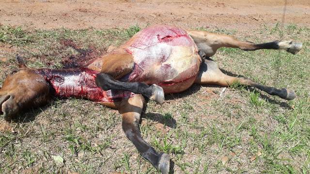 Cavalo é encontrado morto sem o couro em Bela Vista MS