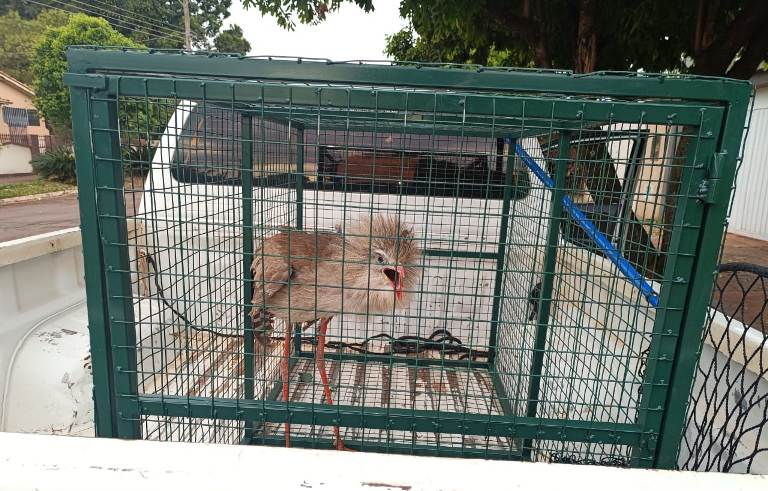 Siriema é encontrada dentro de casa em Bela Vista