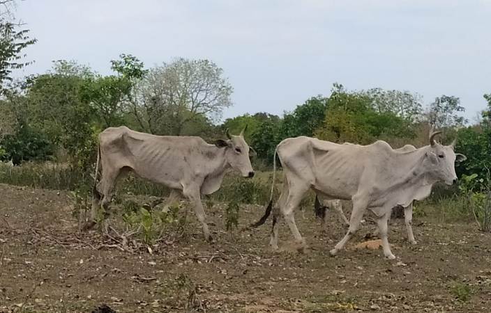 PMA de Coxim autua proprietário rural em R$ 226.500,00 por maus-tratos a animais