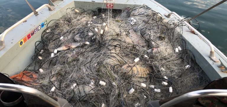 PMA de Aparecida do Taboado apreende rede de pesca e 60 kg de peixe