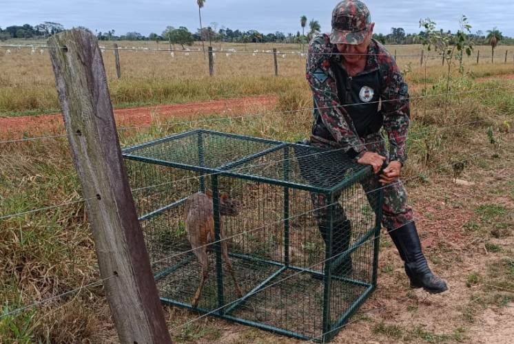 Em Bela Vista mulher acha veado campeiro no quintal de casa