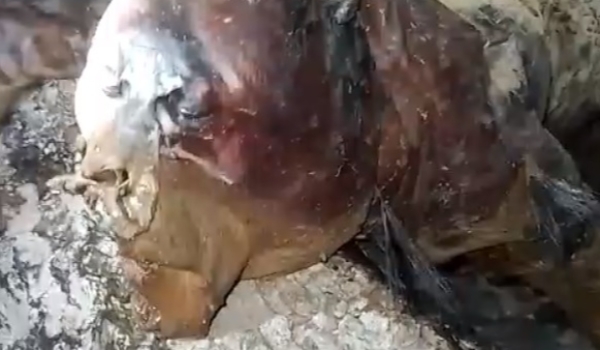Mistério em Guia Lopes: Vídeo de suposto “Chupa-cabra” encontrado viraliza