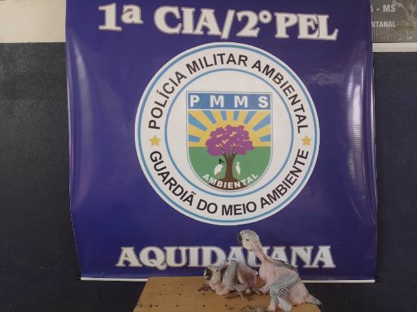 PMA de Aquidauana resgata dois filhotes de ave no município de Anastácio