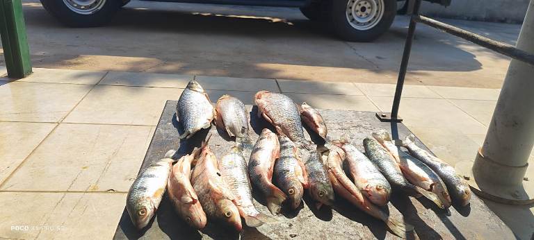 PMA de Águas do Miranda prende homem por transporte irregular de pescados