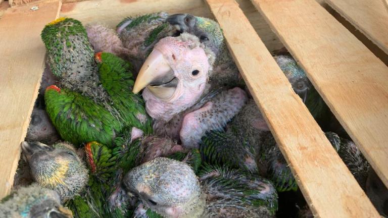 PMA de Batayporã autua homens em R$ 1.040.000,00 pelo tráfico de animais silvestres