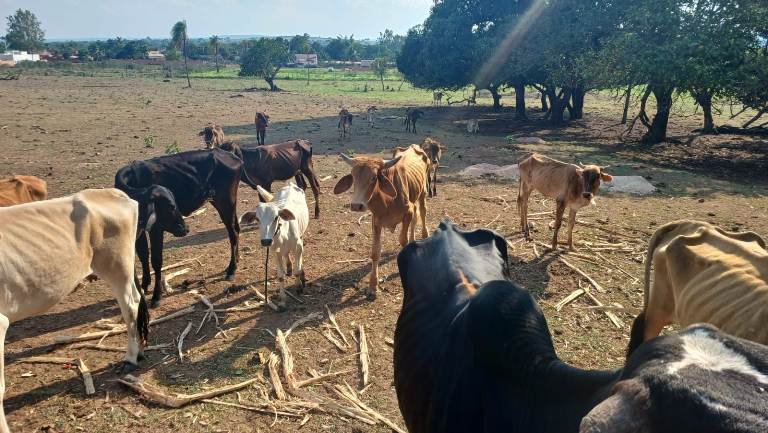PMA de Coxim autua produtor rural por maus tratos