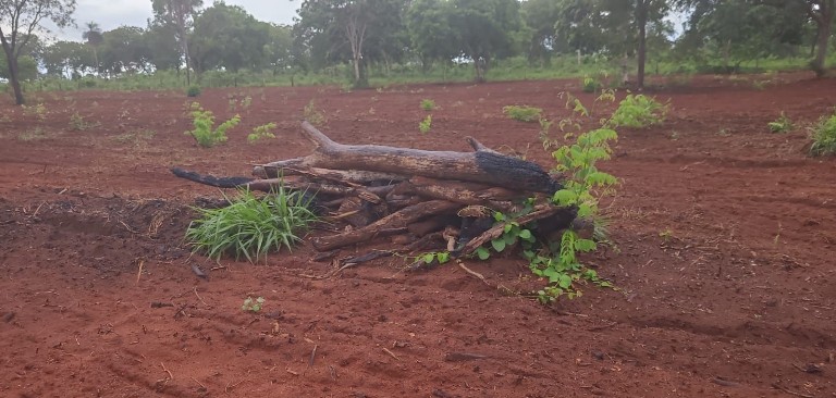 PMA de Aquidauana autua homem por exploração ilegal de vegetação nativa