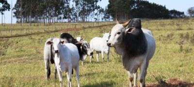 Atenção: pecuaristas devem atualizar cadastro de rebanhos na Iagro até o dia 30 de novembro