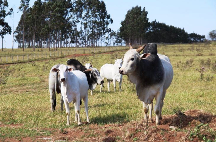 Atenção: pecuaristas devem atualizar cadastro de rebanhos na Iagro até o dia 30 de novembro