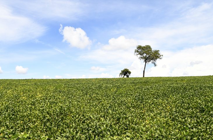 Mais de 70% das lavouras de soja apresentam boas condições de desenvolvimento, atesta Projeto Siga/MS