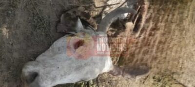 Policia Paraguaia investiga abate clandestino de gado em Cruce Bella Vista