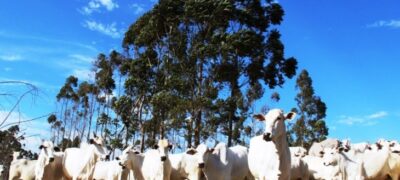 Atenção produtores: declaração semestral dos rebanhos começa na quinta-feira e segue até 2 de junho