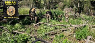 SENAD destrói cinco hectares de maconha em Bella Vista Norte