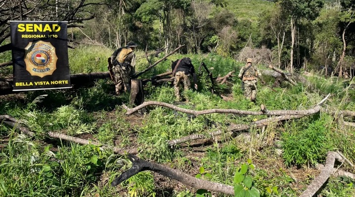 SENAD destrói cinco hectares de maconha em Bella Vista Norte