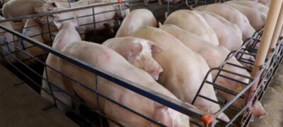 Com quase 300 granjas, suinocultura impulsiona economia de MS e vira referência nacional em tecnologia de produção
