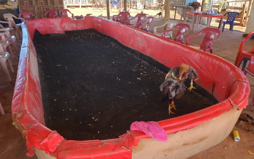 PMA flagra rinha de galos em Campo Grande e apreende 44 animais em situação de maus-tratos