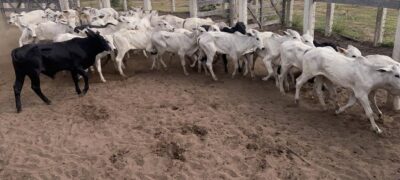 PMA e Polícia Civil localizam 42 bezerros furtados  de fazenda em Rio Verde