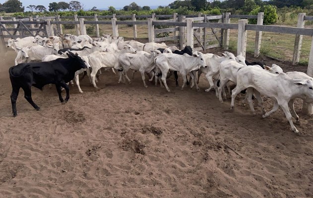 PMA e Polícia Civil localizam 42 bezerros furtados  de fazenda em Rio Verde