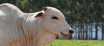 MS conquista status internacional de área livre de febre aftosa