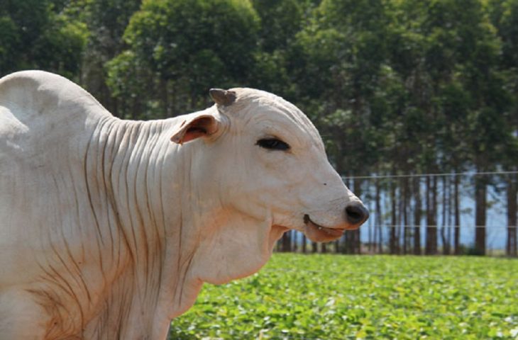 MS conquista status internacional de área livre de febre aftosa