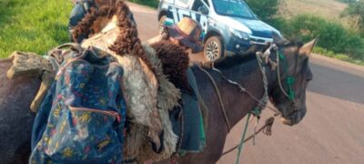 Antônio-joanense é preso com mais de 540 quilos de maconha em cavalo próximo a Cabeceira do Apa MS-166