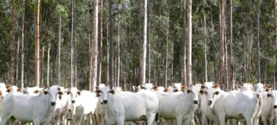 Com área livre de aftosa, trânsito de bovinos de MS para todo o território nacional está liberado