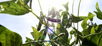 Cobertura completa: MS terá rede de meteorologia com 70 estações, fortalecendo produção local