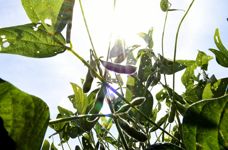 Cobertura completa: MS terá rede de meteorologia com 70 estações, fortalecendo produção local