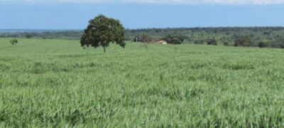 Verdana Agropecuária anuncia R$ 20 milhões em investimentos para ampliar projeto integrado de lavoura e pecuária em Camapuã (MS)