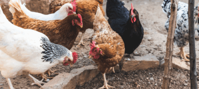 Agraer, Embrapa e Iagro reforçam prevenção à gripe aviária com foco na agricultura familiar