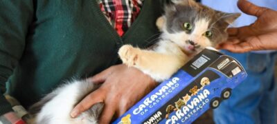 Com estrutura inédita, atendimentos da Caravana da Castração mostram impacto direto na população