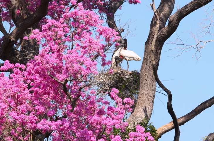 PSA Conservação: Governo de MS destina R$ 30 milhões a propriedades com vegetação nativa excedente no Pantanal