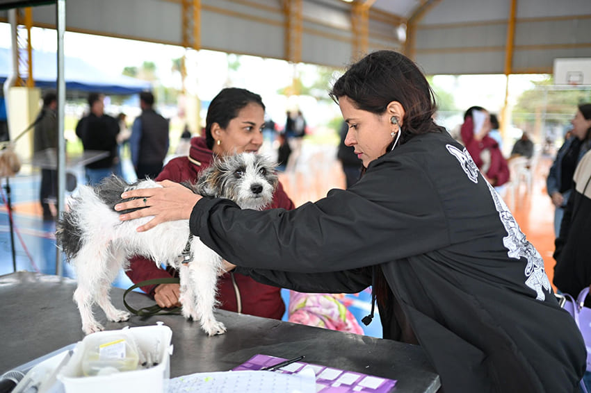 Caravana da Castração realiza mais de 400 procedimentos em Jardim