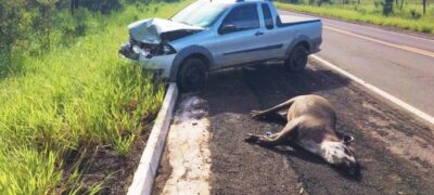 Mortes de onças na BR-262 acendem alerta sobre falta de ação para proteção da fauna no Pantanal