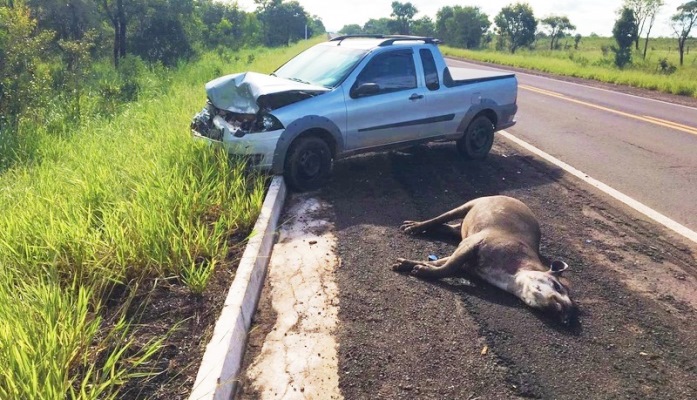 Mortes de onças na BR-262 acendem alerta sobre falta de ação para proteção da fauna no Pantanal