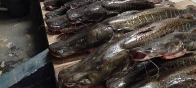 PMA apreende 134 kg de pescado irregular em pesqueiro no município de Sonora/MS