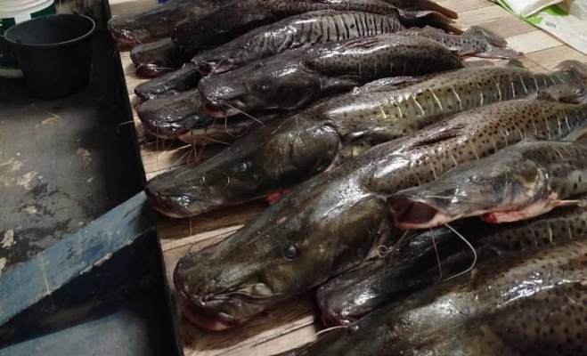 PMA apreende 134 kg de pescado irregular em pesqueiro no município de Sonora/MS