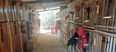 Policia Militar Ambiental flagra rinha de galos em Terenos e aplica R$ 58 mil em multas