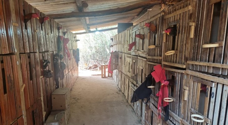 Policia Militar Ambiental flagra rinha de galos em Terenos e aplica R$ 58 mil em multas