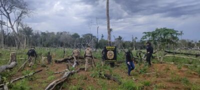 SENAD retira 9 toneladas de maconha de circulação em Bella Vista Norte
