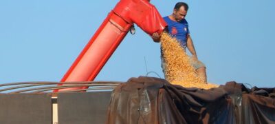 Mato Grosso do Sul bate recorde na produção de milho, superando 14 milhões de toneladas