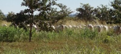 Mato Grosso do Sul sai na frente na captura de carbono e no desenvolvimento sustentável