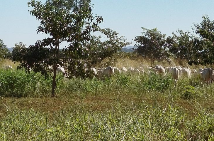 Mato Grosso do Sul sai na frente na captura de carbono e no desenvolvimento sustentável
