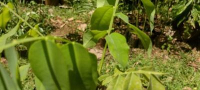 Dia da árvore – Ação de voluntariado realiza plantio de mudas em Campo Grande